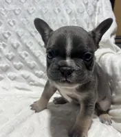 Rusty , a male French Bulldog for sale in Middlebury, IN – Photo 5 of 5