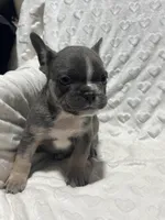 Rusty , a male French Bulldog for sale in Middlebury, IN – Photo 4 of 5