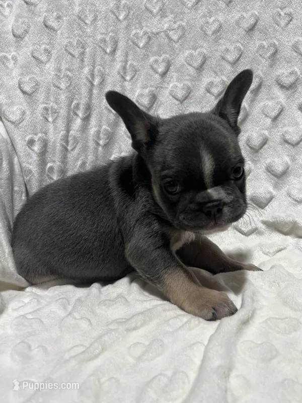 Rusty  – French Bulldog puppy for sale in Middlebury, IN
