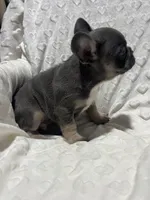 Rusty , a male French Bulldog for sale in Middlebury, IN – Photo 2 of 5