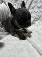 Rocky, a male French Bulldog for sale in Middlebury, IN – Photo 2 of 5