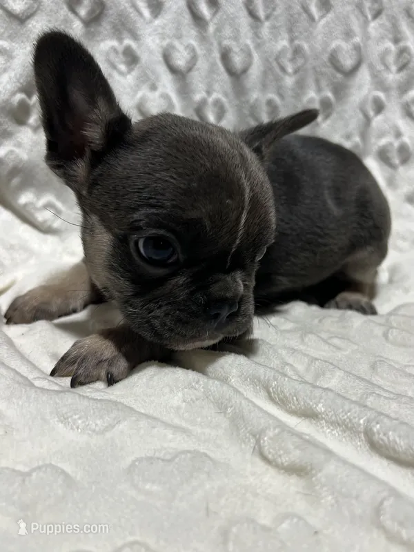 Rocky – French Bulldog puppy for sale in Middlebury, IN