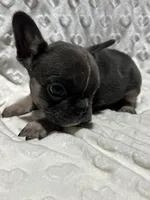 Rocky, a male French Bulldog for sale in Middlebury, IN – Photo 1 of 5