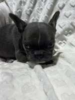 Rocky, a male French Bulldog for sale in Middlebury, IN – Photo 3 of 5