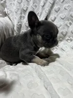 Rocky, a male French Bulldog for sale in Middlebury, IN – Photo 4 of 5