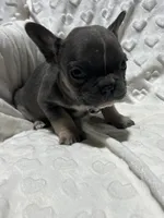 Rocky, a male French Bulldog for sale in Middlebury, IN – Photo 5 of 5