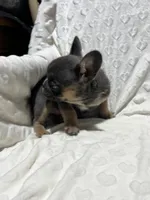 Stella, a female French Bulldog for sale in Middlebury, IN – Photo 3 of 5