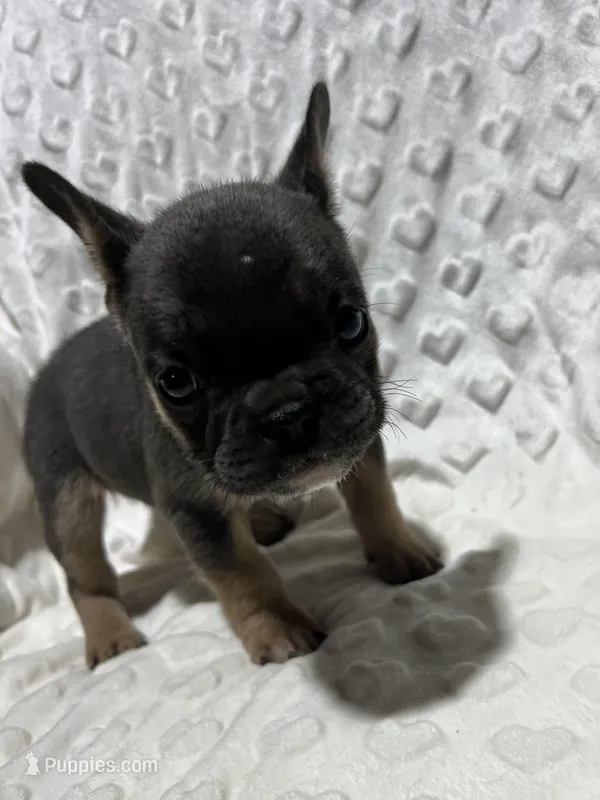 Stella – French Bulldog puppy for sale in Middlebury, IN
