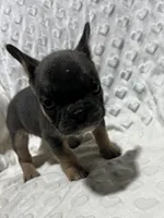 Stella, a female French Bulldog for sale in Middlebury, IN – Photo 1 of 5