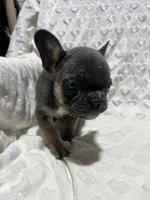 Stella, a female French Bulldog for sale in Middlebury, IN – Photo 5 of 5