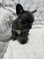 Missy, a female French Bulldog for sale in Middlebury, IN – Photo 3 of 5