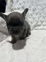 Missy, a female French Bulldog for sale in Middlebury, IN – Photo 4 of 5