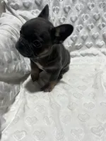 Missy, a female French Bulldog for sale in Middlebury, IN – Photo 2 of 5
