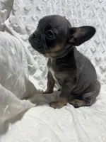 Missy, a female French Bulldog for sale in Middlebury, IN – Photo 1 of 5