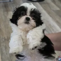 Ellis, a male Maltese and Shih Tzu for sale in Grand Rapids, MI – 7 of 10