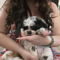 Koda , a male Maltese and Shih Tzu for sale in Grand Rapids, MI – 4 of 9