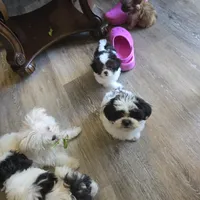 Koda , a male Maltese and Shih Tzu for sale in Grand Rapids, MI – 5 of 9
