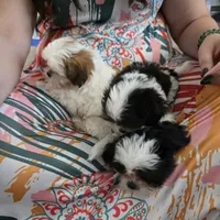 Ellis, a male Maltese and Shih Tzu for sale in Grand Rapids, MI – 8 of 10