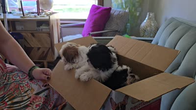 Koda , a male Maltese and Shih Tzu for sale in Grand Rapids, MI – 8 of 9