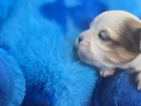 Ellis, a male Maltese and Shih Tzu for sale in Grand Rapids, MI – 3 of 10