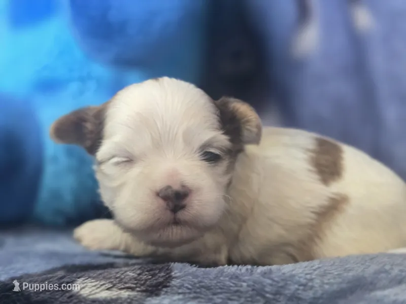 Ellis – Maltese, Shih Tzu puppy for sale in Grand Rapids, MI