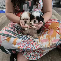 Wesley, a male Maltese and Shih Tzu for sale in Grand Rapids, MI – 8 of 10