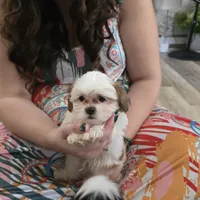Wesley, a male Maltese and Shih Tzu for sale in Grand Rapids, MI – 6 of 10