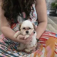 Wesley, a male Maltese and Shih Tzu for sale in Grand Rapids, MI – 1 of 10