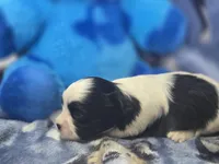 Wesley, a male Maltese and Shih Tzu for sale in Grand Rapids, MI – 5 of 6