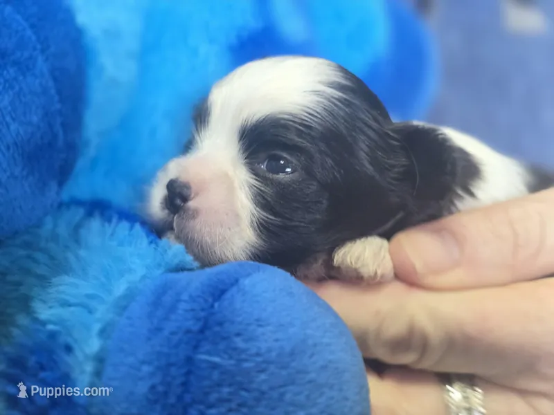 Wesley – Maltese, Shih Tzu puppy for sale in Grand Rapids, MI