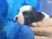 Wesley, a male Maltese and Shih Tzu for sale in Grand Rapids, MI – 1 of 6