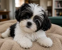 Ellis, a male Maltese and Shih Tzu for sale in Grand Rapids, MI – 1 of 10
