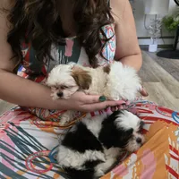 Colette, a male Maltese and Shih Tzu for sale in Grand Rapids, MI – 7 of 10