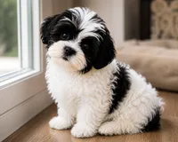 Koda , a male Maltese and Shih Tzu for sale in Grand Rapids, MI – 1 of 9