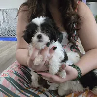 Jasper , a male Maltese and Shih Tzu for sale in Grand Rapids, MI – 1 of 6