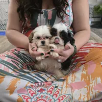 Ellis, a male Maltese and Shih Tzu for sale in Grand Rapids, MI – 5 of 10