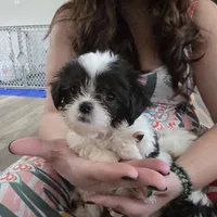 Jasper , a male Maltese and Shih Tzu for sale in Grand Rapids, MI – 3 of 6