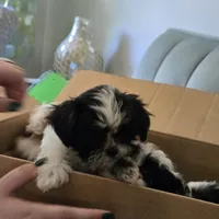 Colette, a male Maltese and Shih Tzu for sale in Grand Rapids, MI – 3 of 10