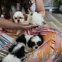 Colette, a male Maltese and Shih Tzu for sale in Grand Rapids, MI – 6 of 10