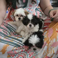 Jasper , a male Maltese and Shih Tzu for sale in Grand Rapids, MI – 2 of 6