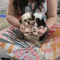 Wesley, a male Maltese and Shih Tzu for sale in Grand Rapids, MI – 5 of 10