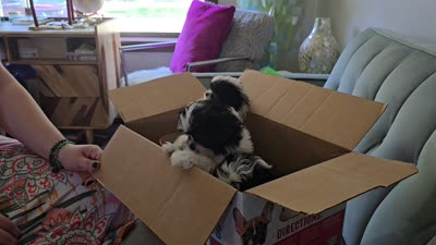 Colette, a male Maltese and Shih Tzu for sale in Grand Rapids, MI – 8 of 10