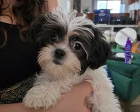 Ellis, a male Maltese and Shih Tzu for sale in Grand Rapids, MI – 3 of 10