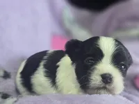 Colette, a male Maltese and Shih Tzu for sale in Grand Rapids, MI – 5 of 9