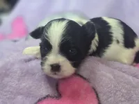 Colette, a male Maltese and Shih Tzu for sale in Grand Rapids, MI – 1 of 9