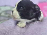 Colette, a male Maltese and Shih Tzu for sale in Grand Rapids, MI – 7 of 9