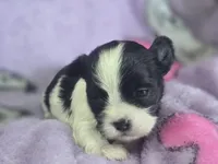 Colette, a male Maltese and Shih Tzu for sale in Grand Rapids, MI – 4 of 9