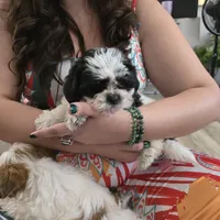 Koda , a male Maltese and Shih Tzu for sale in Grand Rapids, MI – 3 of 9