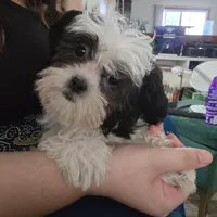 Ellis, a male Maltese and Shih Tzu for sale in Grand Rapids, MI – 2 of 10
