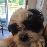 Ellis, a male Maltese and Shih Tzu for sale in Grand Rapids, MI – 1 of 10